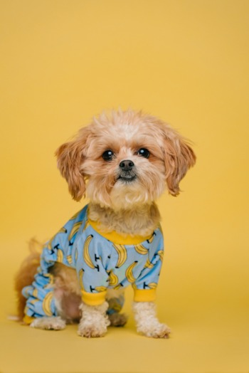 shih tzu dog in a yellow background